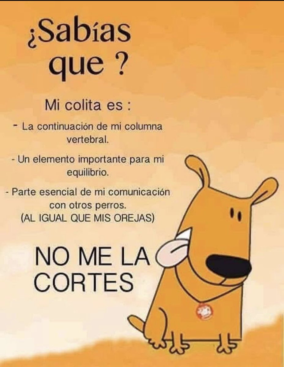 Está PROHIBIDO mutilar a cualquier mascota con fines estéticos…!!!