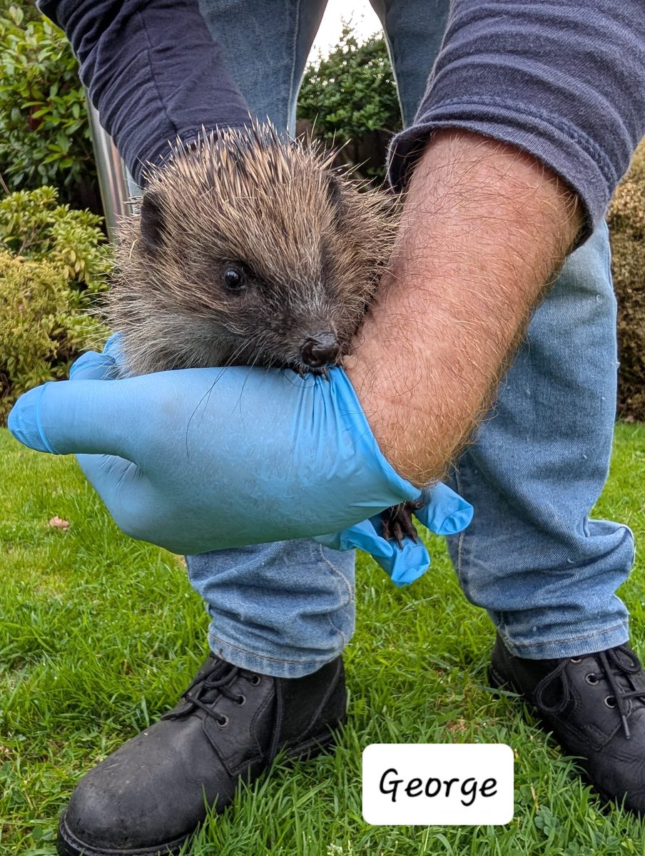 CaerphillyHog's tweet photo. George and Mildred were released on Friday. They matured into beautiful, healthy adults with glossy spines and bright eyes. They were released back to the finder (George 740g, Mildred 640g).
#hedgehog #George #Mildred #release #wildlife #conservation #GoodLuck https://t.co/j7ZGJ97PIv