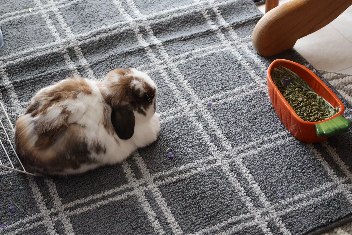 too… tired… for lunch 💤