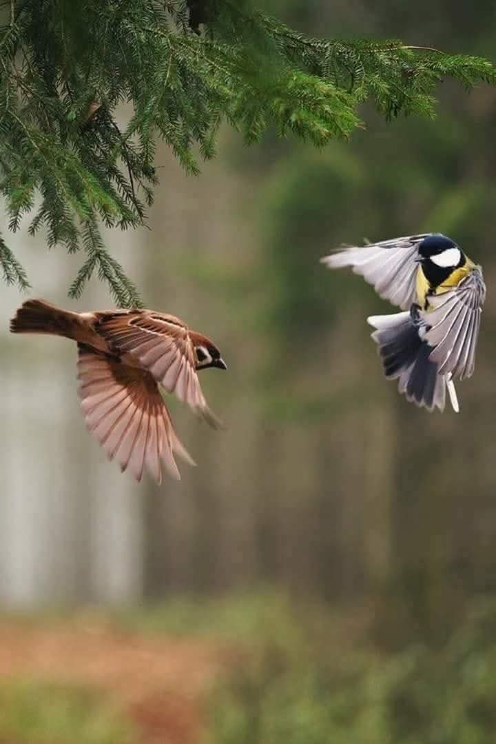 -

.
.
.

إذا خسر طائر ريش جناحيه فإن خسارته ليست في بعض الريش وإنما قد خسر السماء بأكملها
لا تستصغر كلمة فمعظم النار من مستصغر الشرر 
ولا تبخل بكلمة فقد تكون طوق نجاة لغريق وأنت لا تدري

.
.
.