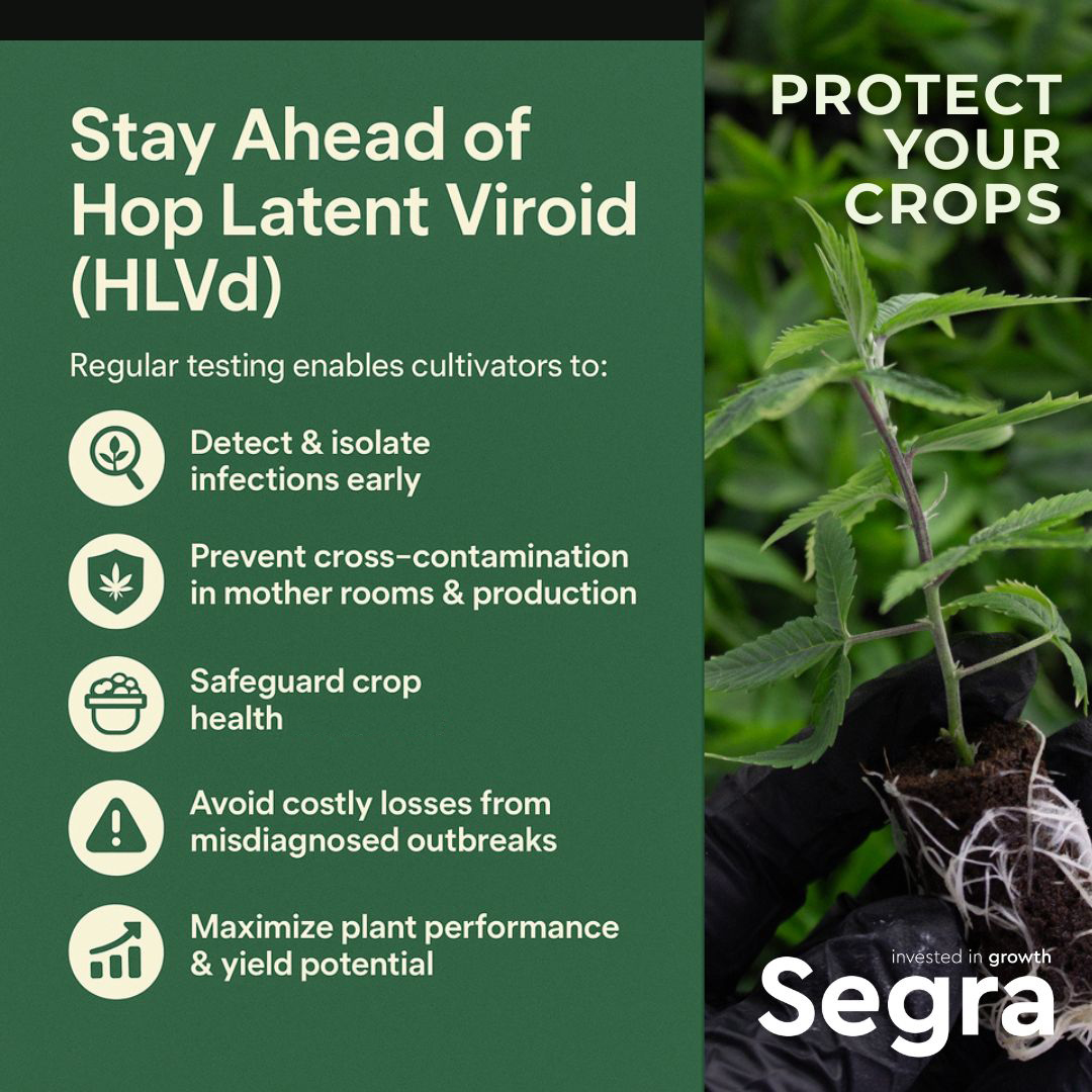 Stay ahead of Hop Latent Viroid (HLVd).

Regular testing isn’t just smart, it’s essential for protecting your crops and your bottom line.

Protect your genetics. Protect your harvest.
HLVd Test Kits - segra-intl.com/hlvd-testing