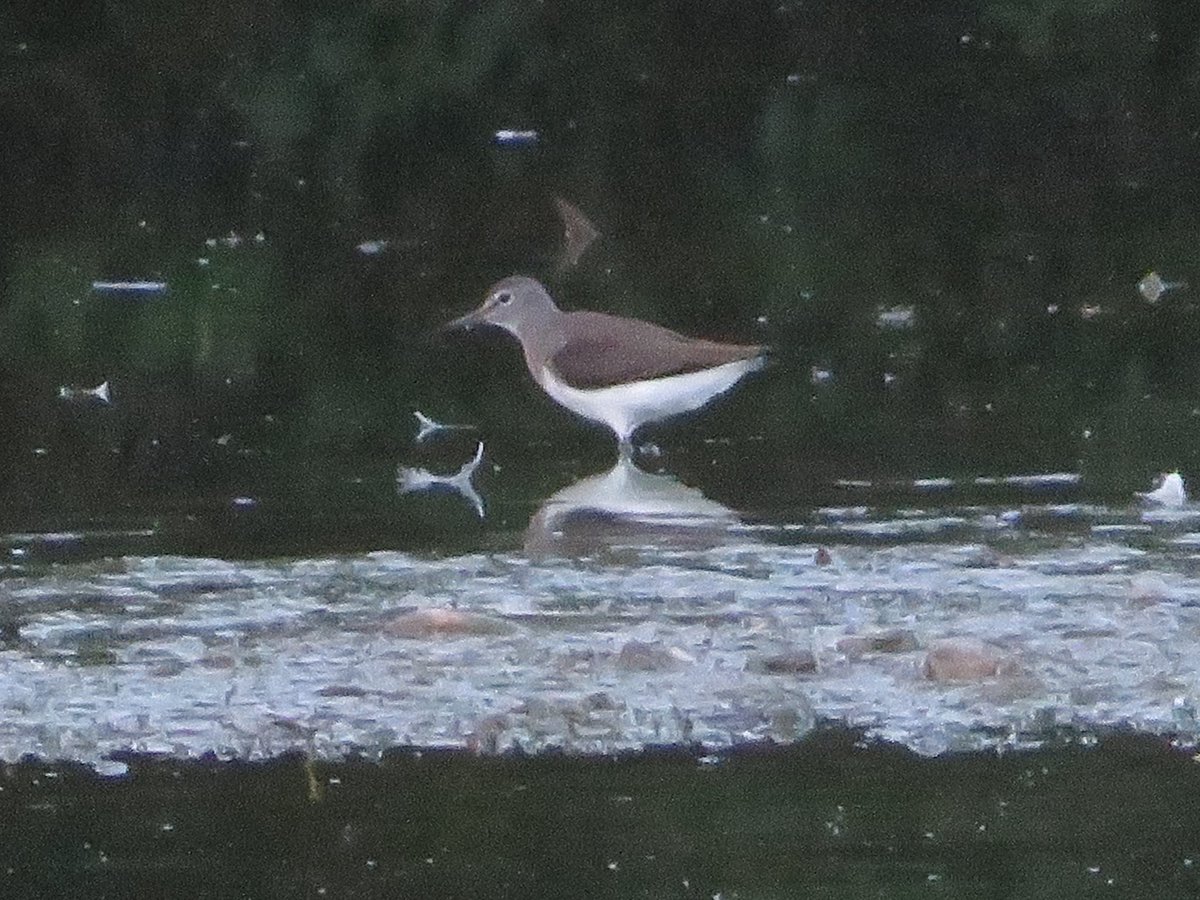 Frampton pools 1 Green Sandpiper 1 Common Sandpiper 53 Robin 90 Chiffchaff 2 Willow Warbler 18 Blackcap 7 Cetti’s 13 Little Grebe 3 GC Grebe 1 sat on a nest 50+Swallow 50+Sand Martin 10+House Martin 1 Grey Wagtail 1 Spotted Flycatcher #GlosBirds