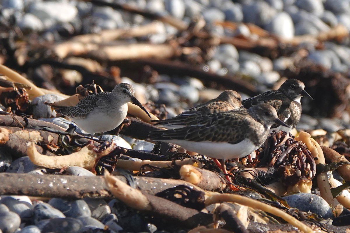 Rathlin Stickybeak tweet media