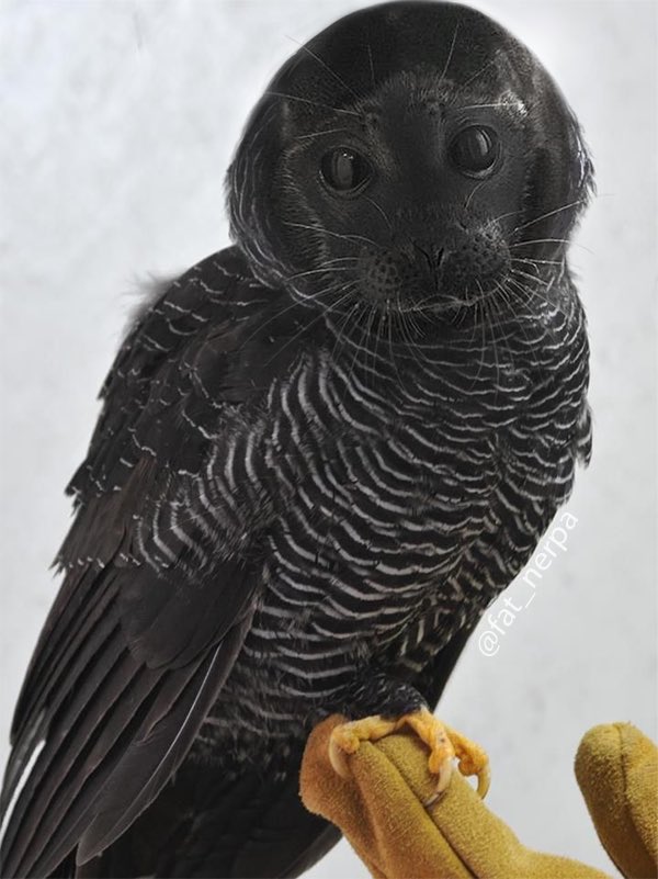 Close your windows tonight 
The Sowl is coming