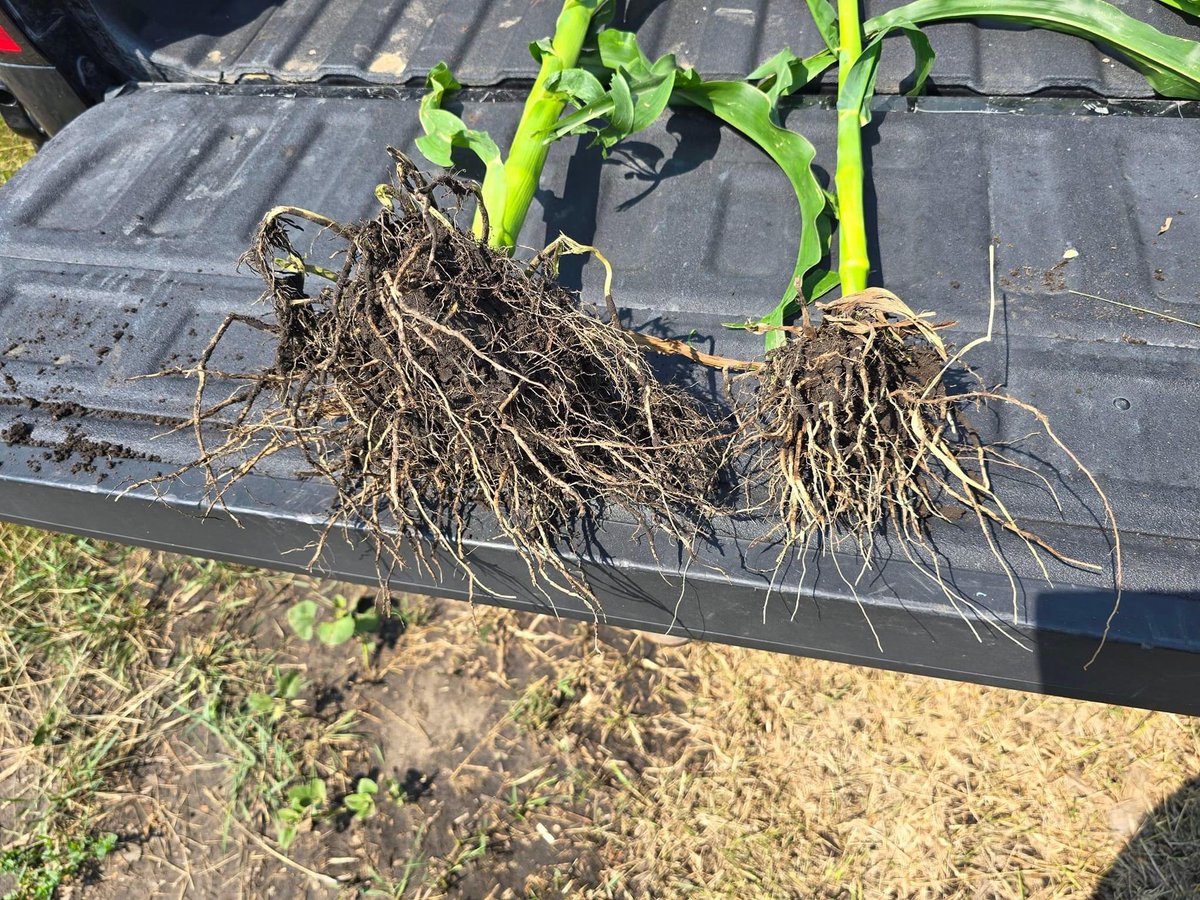 It started in May like this!  Come see how it turned out tomorrow at the Dakota Plains/New Age Farming plot tour and root dig!  Starting with breakfast at 8am at the Dakota Plains Ag building in at Casselton and continuing to the plot immediately after. See you there!  #mycomaxx