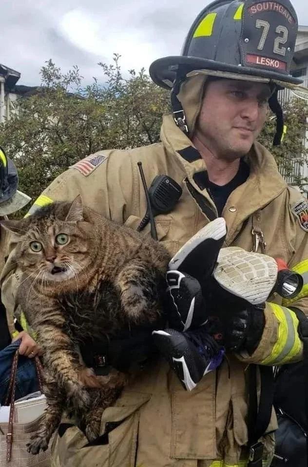 PostsOfCats's tweet photo. Save the Chonky  :)))) https://t.co/O1WLAUskfk