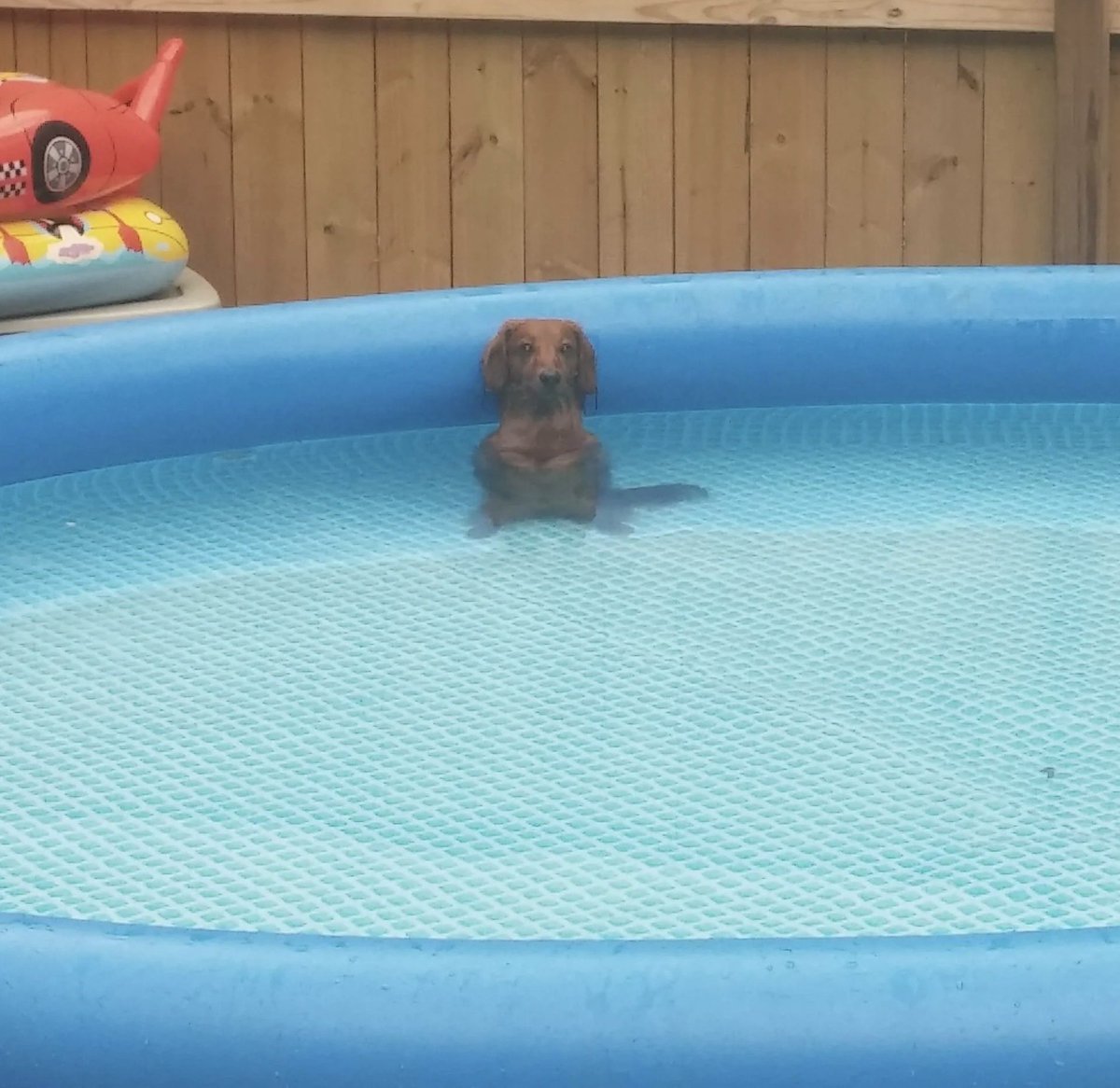 WeRateDogs tweet media