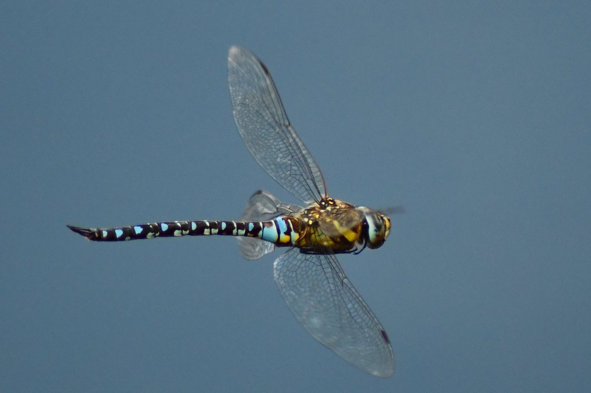 Grumpysnapper's tweet photo. Darters damsel fly and common grasshopper ⁦@tophilllow⁩ ⁦@Natures_Voice⁩ https://t.co/zzErtkrGnw