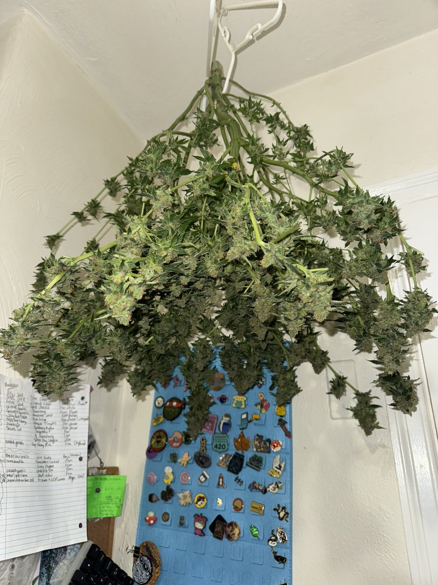 kelsseyyboo's tweet image. And another one. Skunk cross number two and both wine coolers at capacity. Dropped 5 of these thinking they were autos so now my harvest plans r a bit more busy. #growerslife #kboo #growyourown #FlowersOnX 
Ask me anything!
