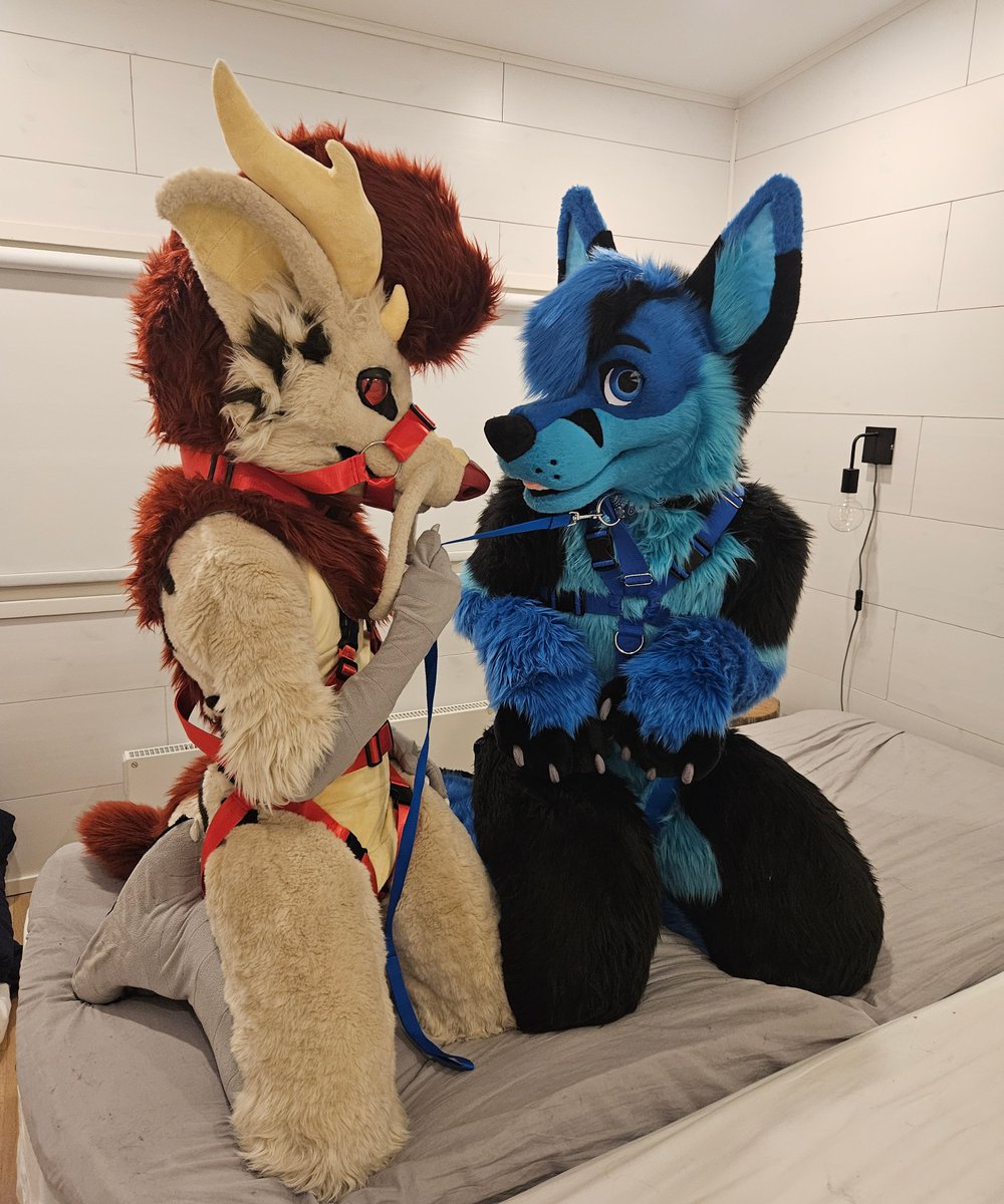 Managed to catch a fox. Now I just have to train him 😏