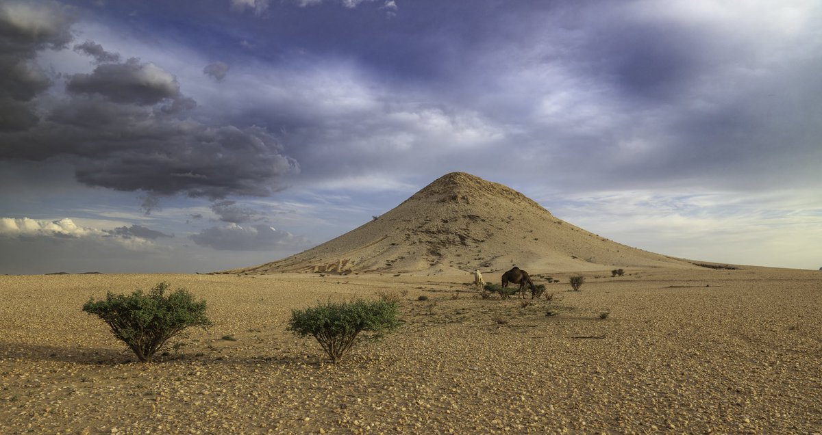 sayafdashen's tweet image. #بيشة 2024