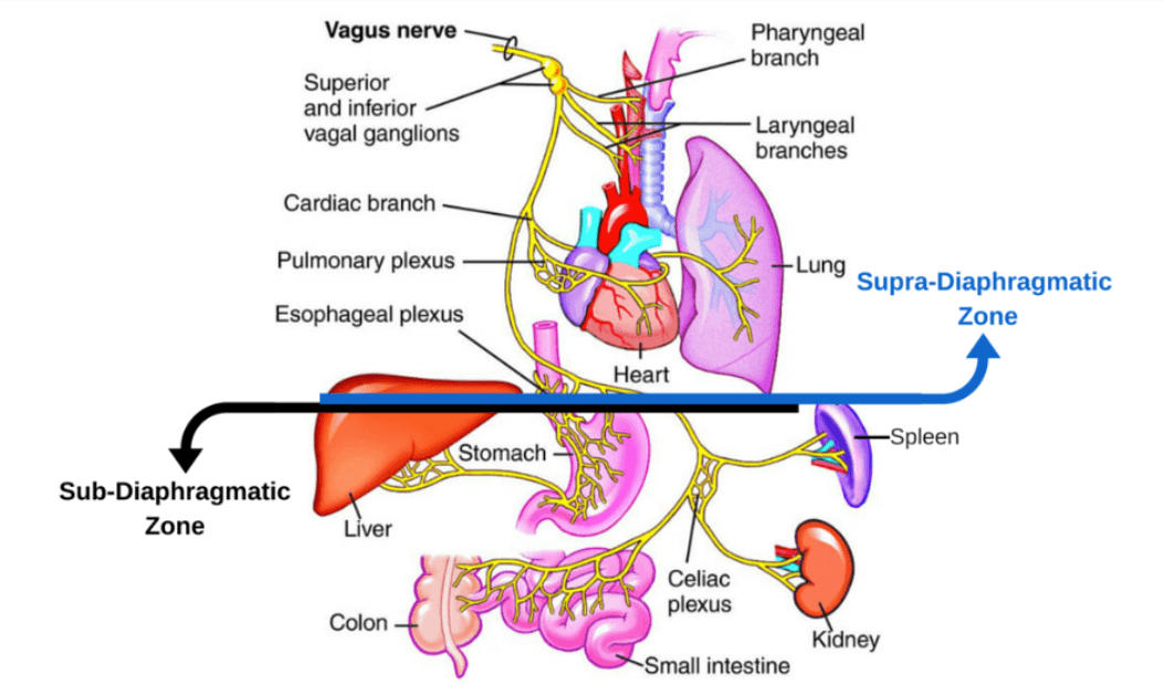 The word 'Vagus' in Latin means 'wanderer,' a fitting name for a nerve that traverses our entire body