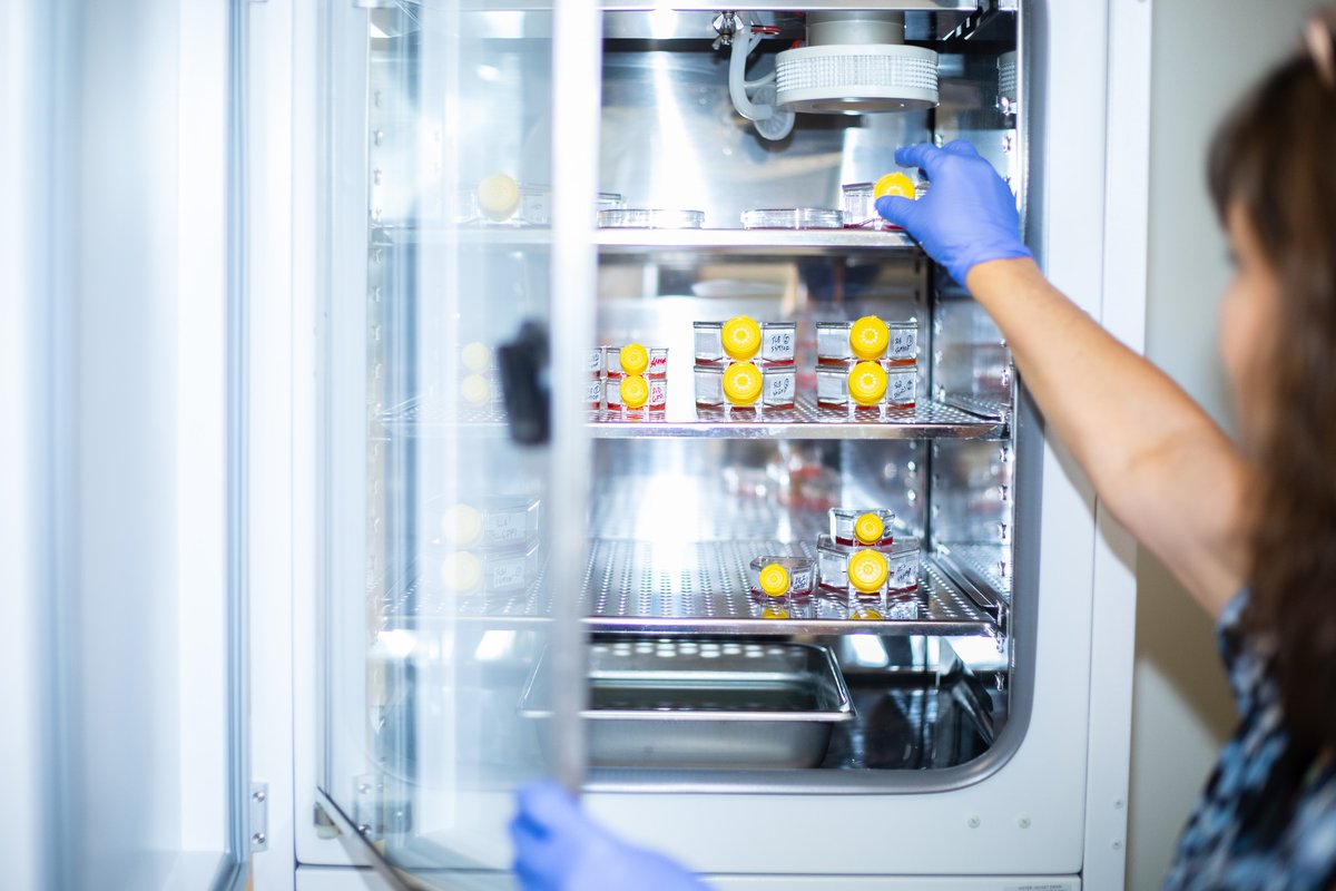 ECUBrodySOM's tweet image. Congratulations Drs. Isabelle Lemasson and Nick Polakowski for your @NIH  grant award of $224,000 for your work on human T-cell leukemia virus type 1 (HTLV-1). “This project was initially funded by the Brody Brothers Endowment grants,” Lemasson said.