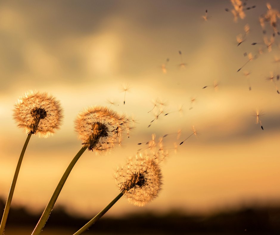 realNDWalsch's tweet photo. Breathe. Breathe long and deep. Breathe slowly and gently. Breathe in the soft, sweet nothingness of life, so full of energy, so full of love. It is God's love you are breathing. Breathe deeply , and you can feel it. https://t.co/5Y2ugqsdHz