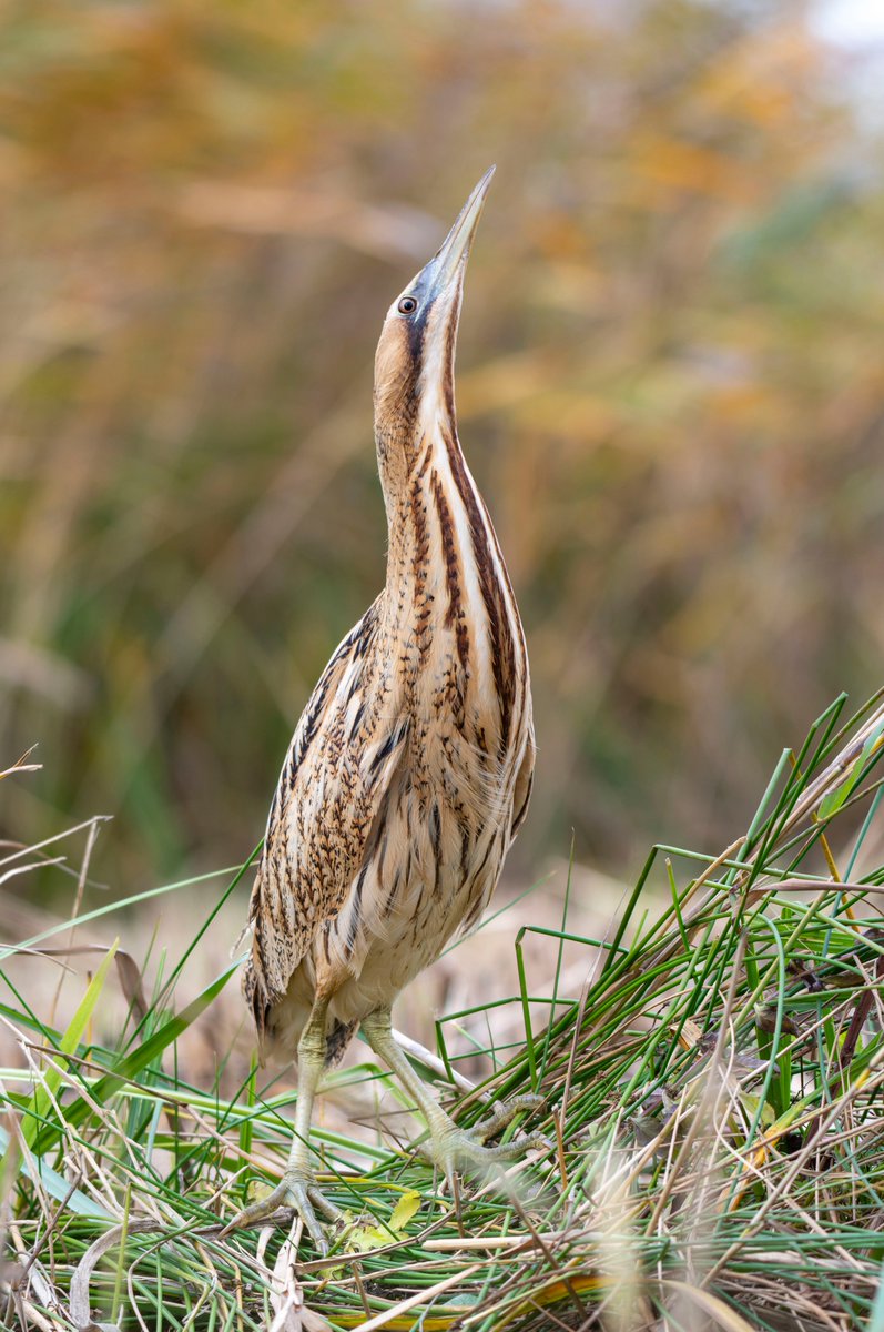 My website mywildlifeimages.com has been updated with my Bittern studies recordings including this years sightings and nesting females numbers, which are down 50% from last years count. 2024 was a bumper year, this years 2025 count is 5-7 nests. Old photos from my archives.