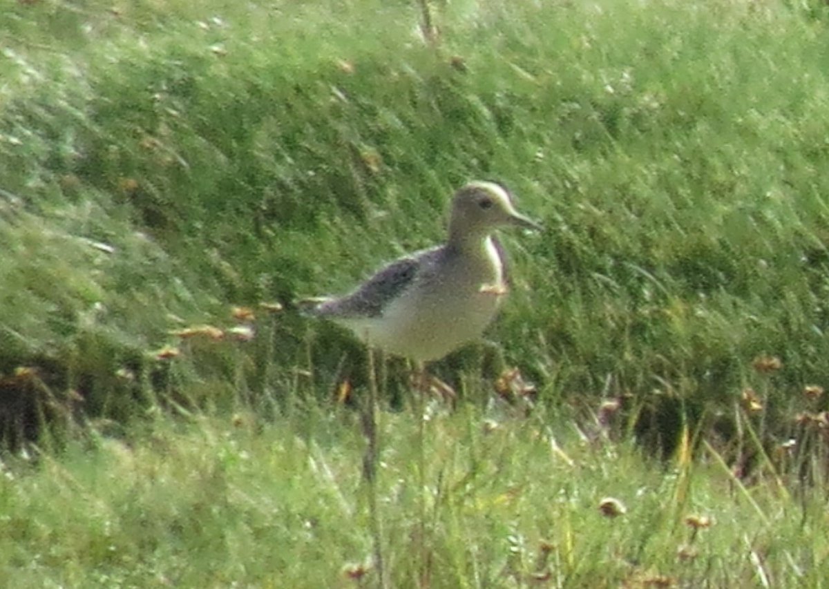 This Buff Breasted Sand was ace today at Weobley with 9 Curlew Sands, 4 Little stint, Osprey and 1000s of waders <a href="/GOWEROS1/">GOWEROS1</a> <a href="/welshbirders/">Sociable Birder called Alun🦆🕊🦉🦢🦆🦃</a>
