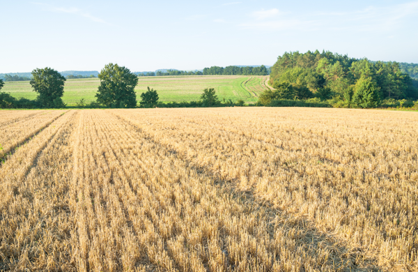 SaskSoil's tweet photo. 🚜 Leave the roots. Feed the soil. After harvest, crop residues can protect the surface, support microbial life, and add organic matter. Don’t be too quick with the tillage pass.
#Harvest25 #ResidueMatters #SoilArmor #PostHarvestTips https://t.co/lz8hs2qhNW