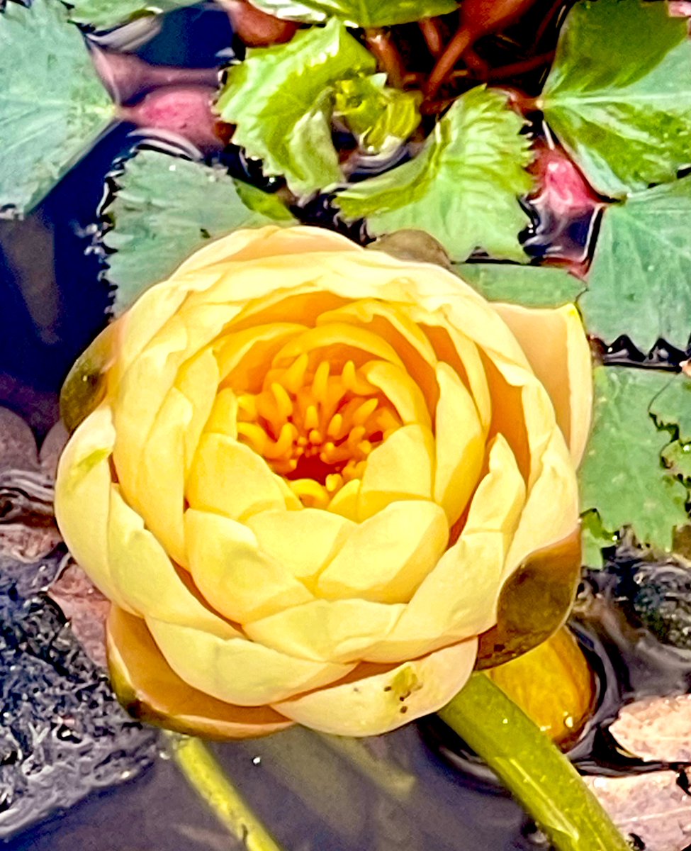 R Thomas-Hewartson tweet media