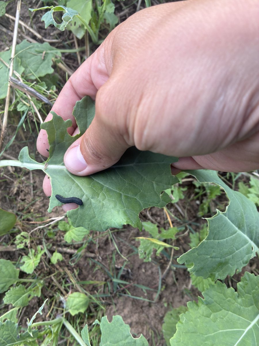 Daniel lievesley tweet media