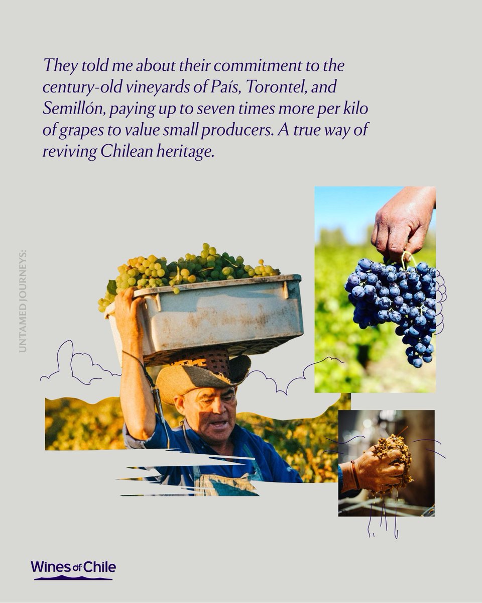 DrinkChile's tweet photo. At Untamed Journeys, I discovered Maturana Winery 🍇.
A family project that rescues centuries-old vineyards, innovates with amphorae and concrete, and challenges convention.
Its Naranjo wine was chosen by The Times as one of the best in the world.

#WinesOfChile #UntamedJourney https://t.co/dp5w8AKtiH
