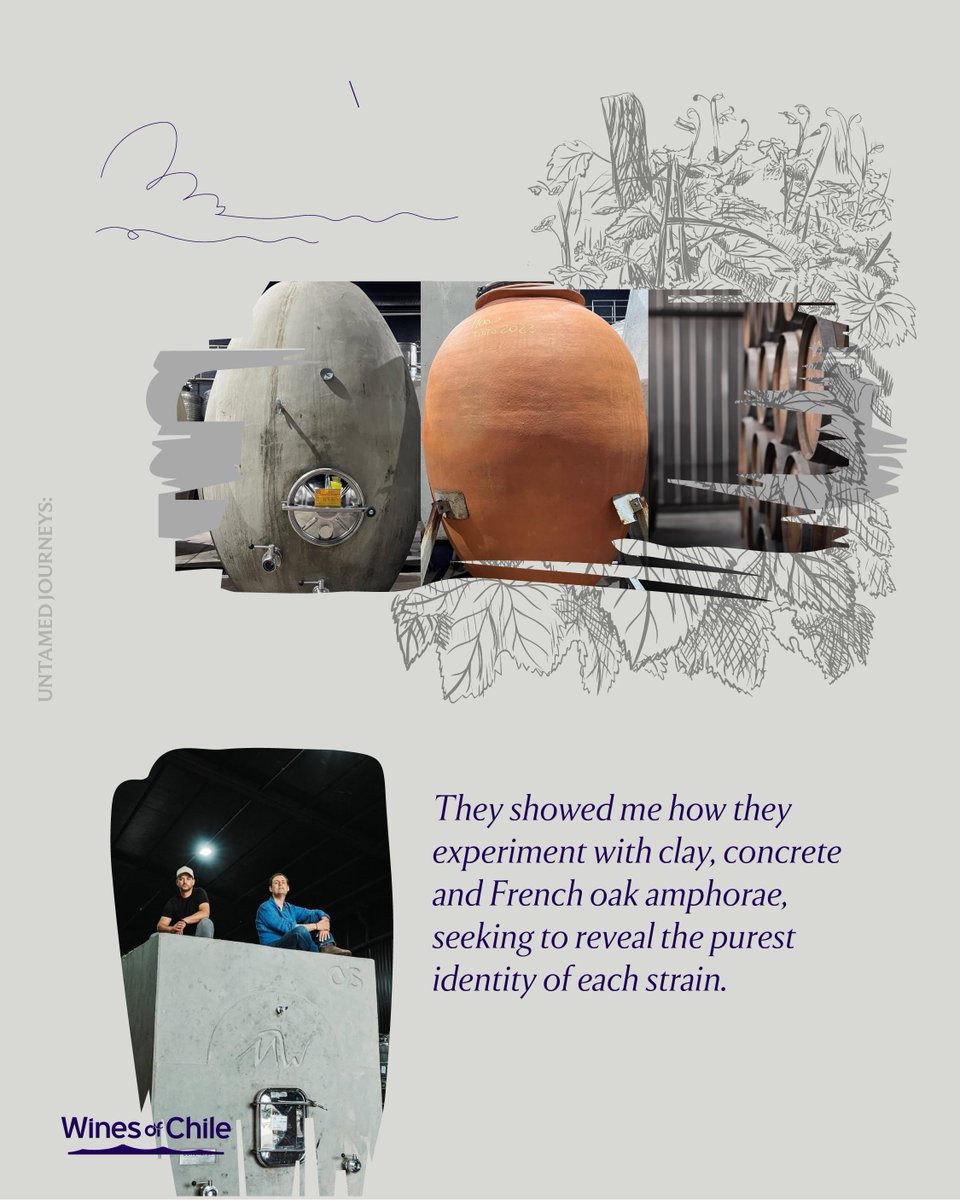 DrinkChile's tweet photo. At Untamed Journeys, I discovered Maturana Winery 🍇.
A family project that rescues centuries-old vineyards, innovates with amphorae and concrete, and challenges convention.
Its Naranjo wine was chosen by The Times as one of the best in the world.

#WinesOfChile #UntamedJourney https://t.co/dp5w8AKtiH
