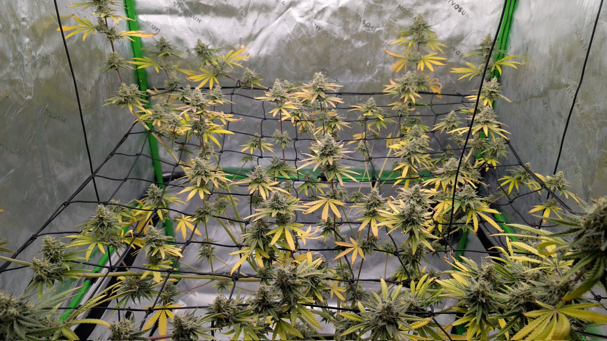 <a href="/gingernoise/">Ginger Red</a> <a href="/royalqueenseeds/">Royal Queen Seeds</a> <a href="/homegrowncco/">Homegrown Cannabis Co</a> <a href="/KyleKushman420/">Kyle Kushman</a> 🙌 The genetics are consistent. Her indoor sister was lanky too. Had to spread her out.