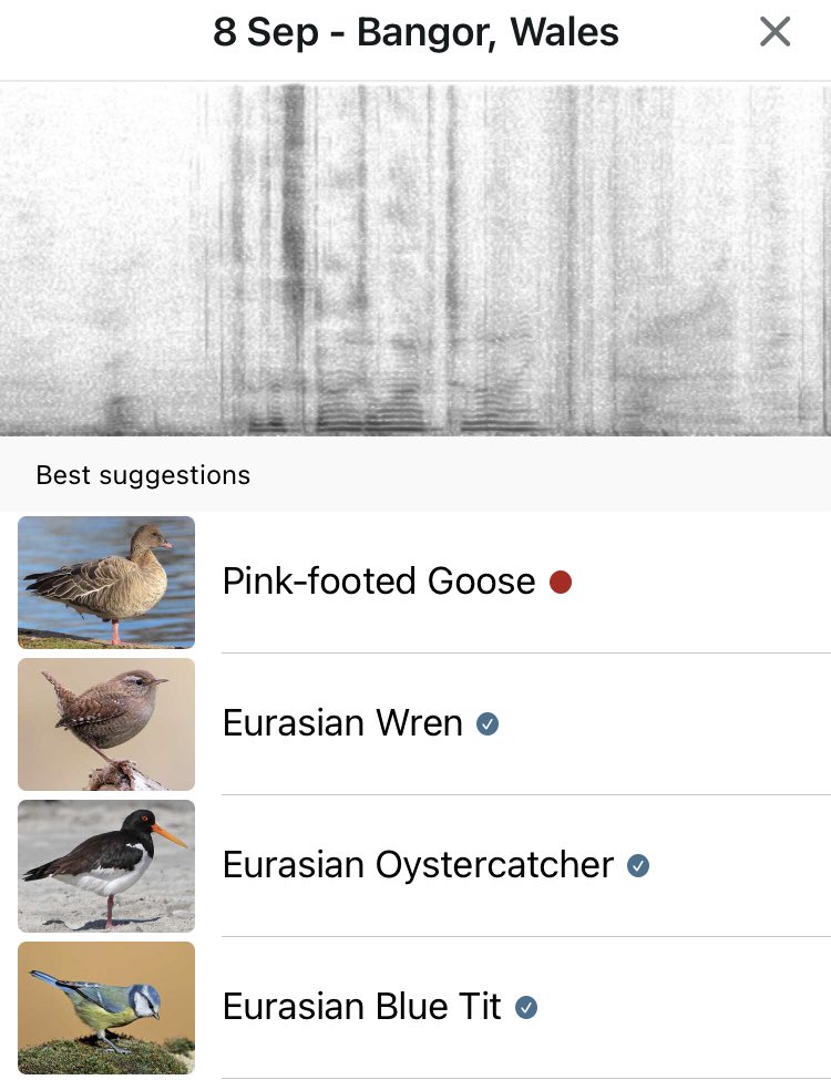 SwanwatchUk's tweet photo. Bangor birding tonight . Highlight
#pinkfootedgeese https://t.co/tkua3hP4TX