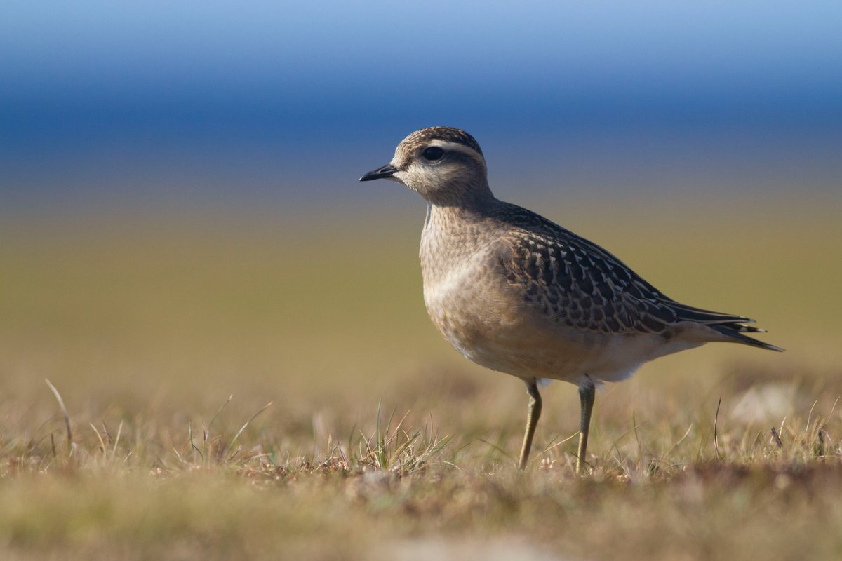 Absolutely unreal views of Dotterel today <a href="/NRonBirdObs/">North Ronaldsay Bird Observatory</a>!