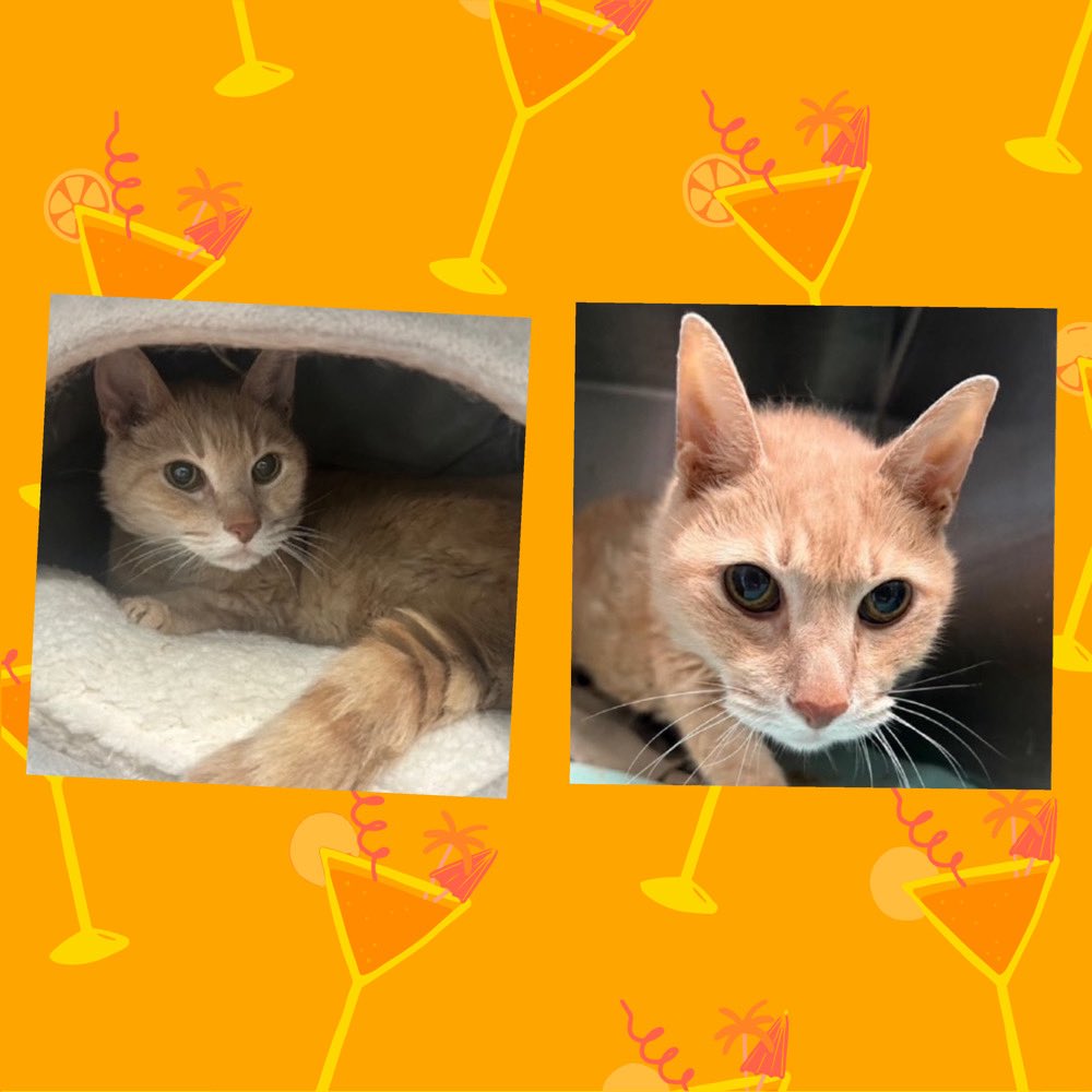 Kimberlykokourt's tweet image. TANGO NEEDS A PLACEMENT BY TUESDAY SEPTEMBER 9, 2025 BY 12PM: Hello, my name is Tango. #tango:  #ID235594. I am a desexed male orange tabby #cat at the #QueensACC. Age: 13! #CatsOfX #NYCACC Azotemia &amp;amp; Chronic Kidney Disease! Potbelly ! #Donate High Risk Of Euthanasia! #SaveTango