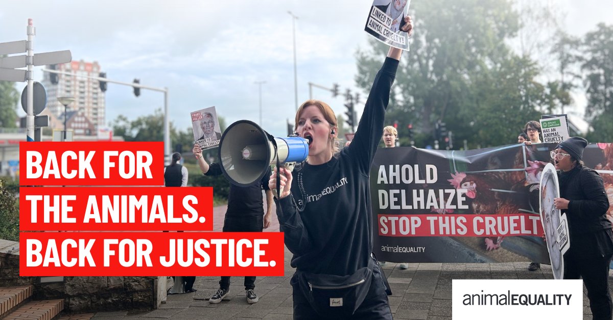 AnimalEquality's tweet image. 🔥 𝗪𝗲 𝗮𝗿𝗲 𝗯𝗮𝗰𝗸 𝗶𝗻 𝘁𝗵𝗲 𝗡𝗲𝘁𝗵𝗲𝗿𝗹𝗮𝗻𝗱𝘀—𝗮𝗻𝗱 𝘀𝘁𝗿𝗼𝗻𝗴𝗲𝗿 𝘁𝗵𝗮𝗻 𝗲𝘃𝗲𝗿.  

This month, our global team of #AnimalProtectors is rising together, targeting @AholdDelhaize, one of the world’s largest supermarket giants.  

Through powerful online…