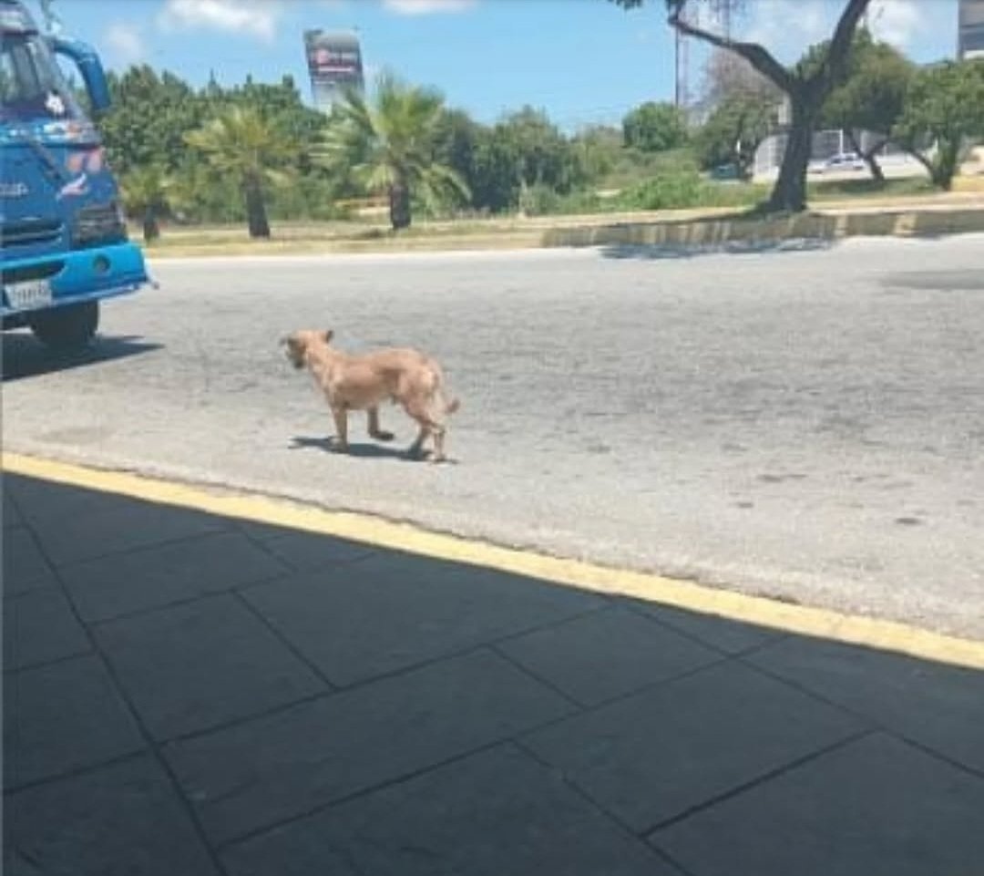 🆘️🆘️🆘️ perrito abandonado en la parada del C.C. Parque Costa Azul. Presuntamente se bajó de un autobús con su "tutor" quien lo dejó allí. El perrito está desorientado. Si alguien está cerca y puede resguardalo. #ayuda RT #islademargarita