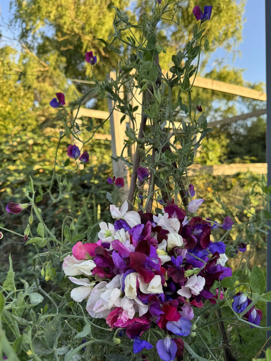 tjd19's tweet image. tonight&apos;s plot delights, noting it&apos;s the second week in September...the Sweet Peas are still providing fabulous scent and flowers to pick and Myrtle&apos;s Folly still showing off, bought a couple of stems back to dip our toe in dried flower making 🤔 #plot24 #latebloomdelights 🌸🍂