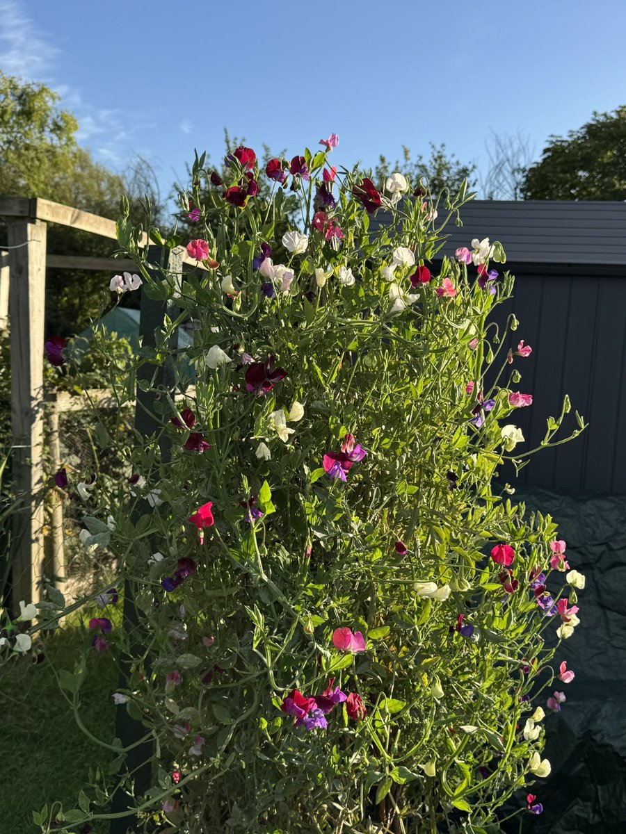 tjd19's tweet image. tonight&apos;s plot delights, noting it&apos;s the second week in September...the Sweet Peas are still providing fabulous scent and flowers to pick and Myrtle&apos;s Folly still showing off, bought a couple of stems back to dip our toe in dried flower making 🤔 #plot24 #latebloomdelights 🌸🍂