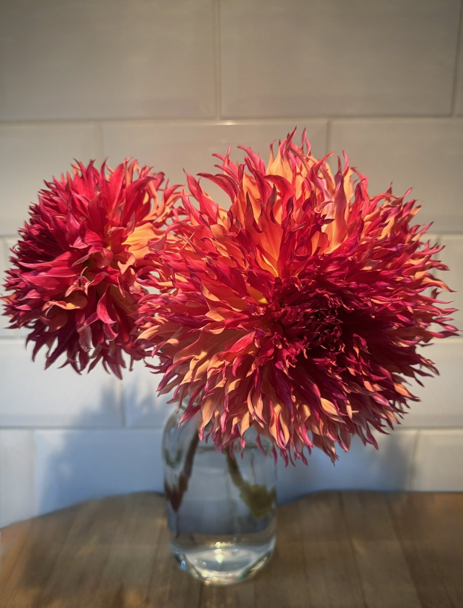 tjd19's tweet image. tonight&apos;s plot delights, noting it&apos;s the second week in September...the Sweet Peas are still providing fabulous scent and flowers to pick and Myrtle&apos;s Folly still showing off, bought a couple of stems back to dip our toe in dried flower making 🤔 #plot24 #latebloomdelights 🌸🍂