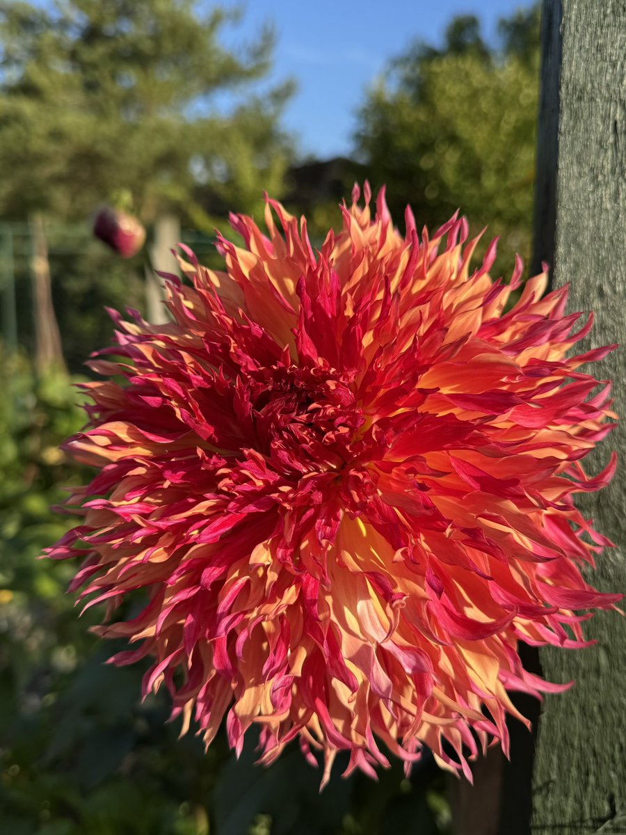 tjd19's tweet image. tonight&apos;s plot delights, noting it&apos;s the second week in September...the Sweet Peas are still providing fabulous scent and flowers to pick and Myrtle&apos;s Folly still showing off, bought a couple of stems back to dip our toe in dried flower making 🤔 #plot24 #latebloomdelights 🌸🍂