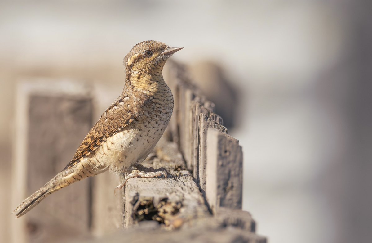 Jack Pettit tweet media