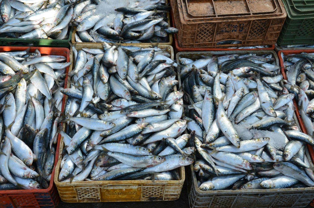 Elizabeth Selig tweet media