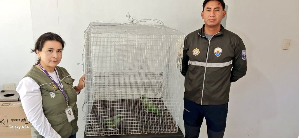 Dirección Zonal 7 MAATE (@maate_zonal7) on Twitter photo #ElOro | Rescatamos dos loros pico rojo. Las aves fueron trasladadas al Centro de Rescate Hacienda Jambelí para su valoración médica. El operativo se ejecutó en la parroquia Güizagüiña - cantón Zaruma con el apoyo de la Oficina Técnica Zaruma y la #UNIDCAN de la <a href="/PoliciaEcuador/">Policía Ecuador</a>. #ElOro | Rescatamos dos loros pico rojo. Las aves fueron trasladadas al Centro de Rescate Hacienda Jambelí para su valoración médica. El operativo se ejecutó en la parroquia Güizagüiña - cantón Zaruma con el apoyo de la Oficina Técnica Zaruma y la #UNIDCAN de la <a href="/PoliciaEcuador/">Policía Ecuador</a>.