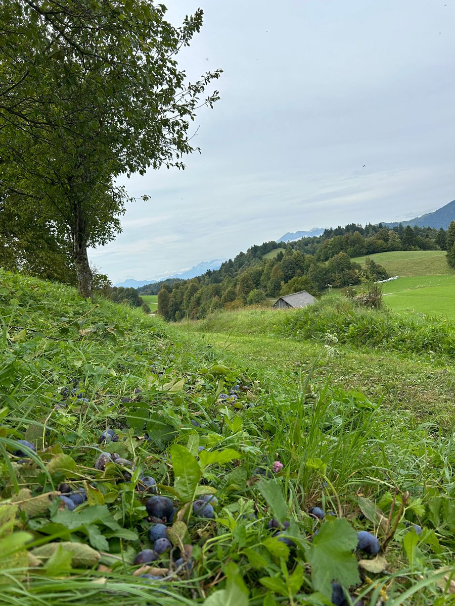 Visit Šentviška planota tweet media