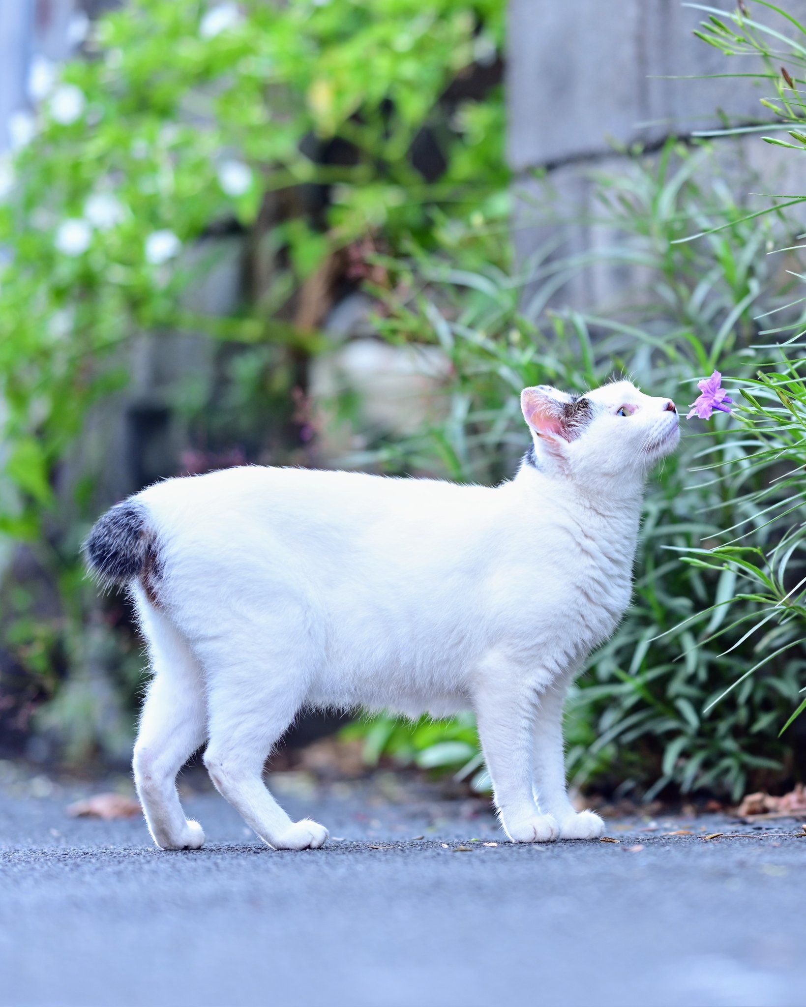 ☆雪猫☆ ENG) It's shedding season and we just sheared my white cat