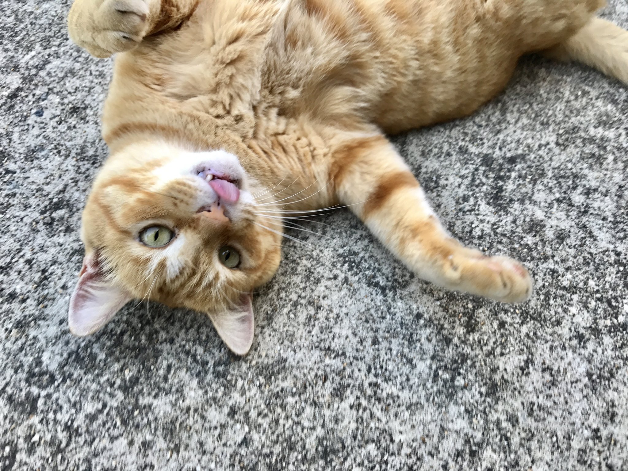 ねこねこねこ　0308 Amazon.co.jp: 猫ちゃんトンネル 猫用おもちゃ オックスフォード