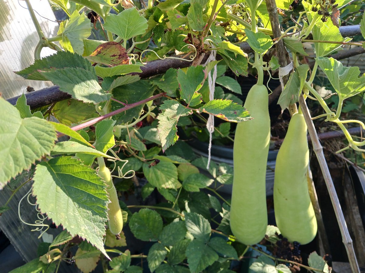 Jadeatall1's tweet photo. September means harvesting! Sweet peppers, crab apples, and squash are coming along nicely 
#gardenshour https://t.co/vEkY3JXokS