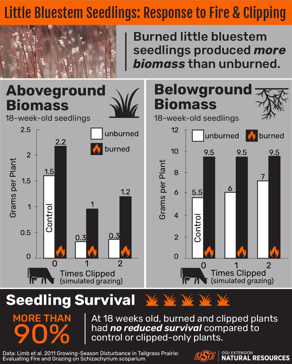 How does prairie grass respond to fire?

1) Indiangrass (Sorghastrum nutans)
Root biomass, shoot biomass and flowering stalks ALL INCREASED with more fires.

Indiangrass Flowering Stalks (after 10 years)
0 burns = 346 stalks/sq ft
2 burns = 413 stalks/sq ft
3 burns = 870