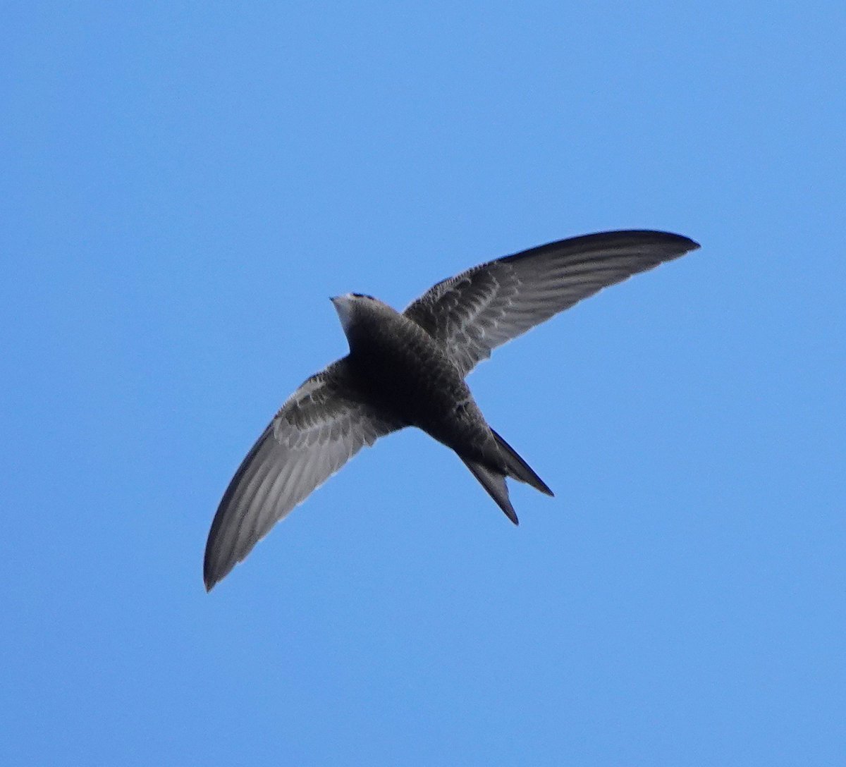 Finding a swift on a Scottish island after SE winds does get you a little excited, but not for long😉. Common, but not too common on the Isle of Skye in September!
