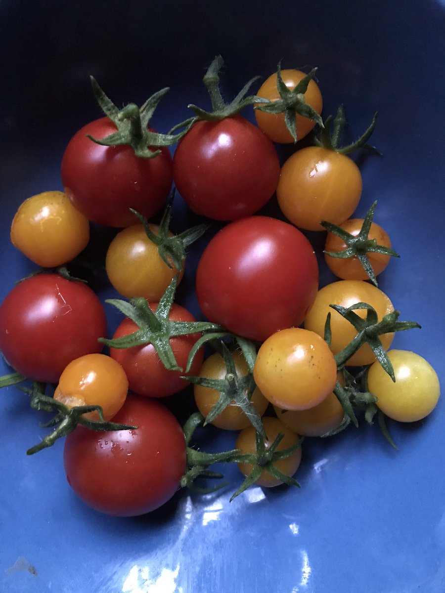 PygmyCreative's tweet image. Outdoor tomatoes are producing a colourful crop this year #GardensHour