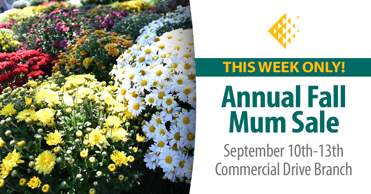 It’s almost here! Our Annual Fall Mum Sale is happening this week, Sept. 10-13 at our Commercial Drive Branch. Grab beautiful mums and support Anita’s Stevens Swan Humane Society—don’t miss out! fsource.org/learn/blog/aug…