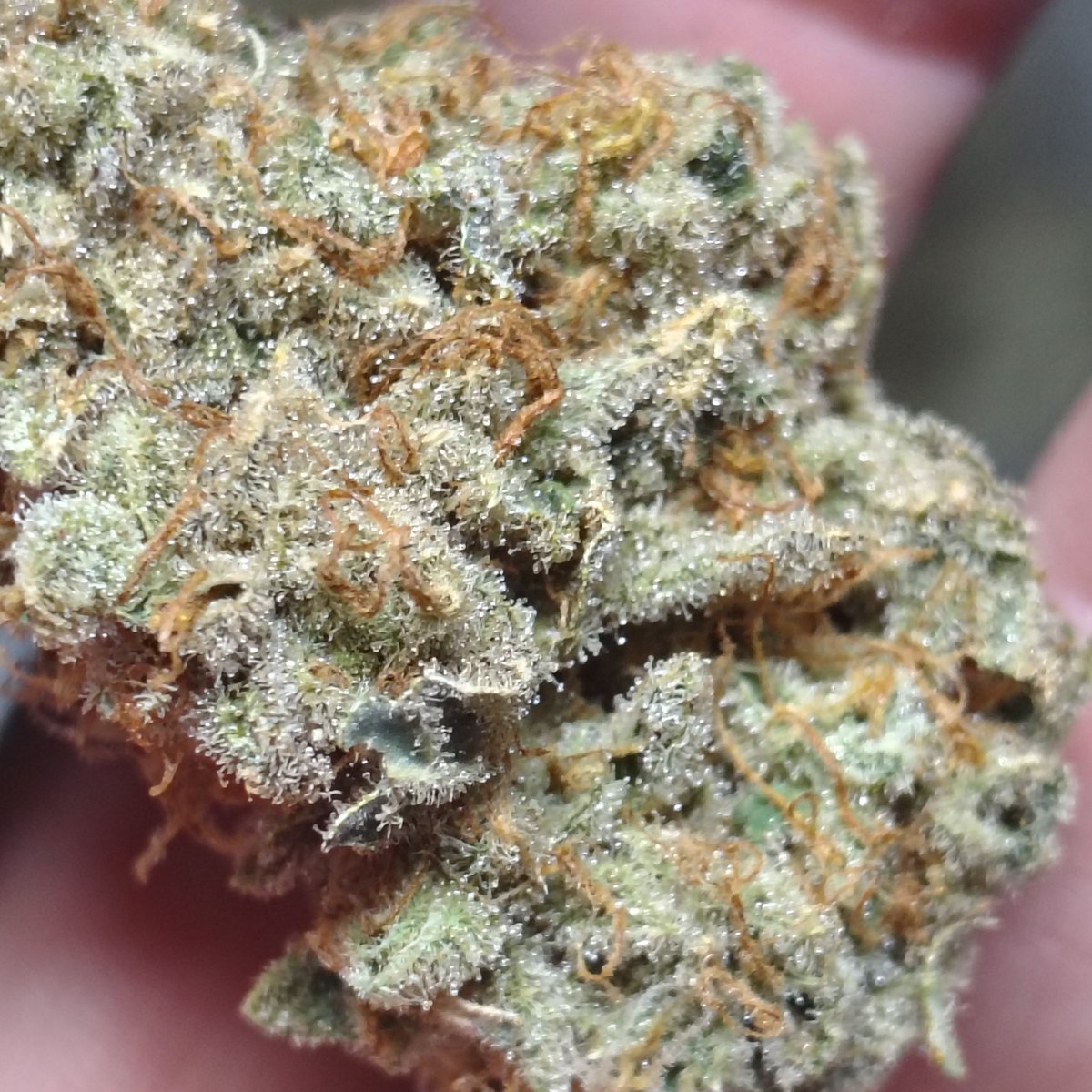 SteelMtMedical's tweet photo. Mango Freezer
Sativa-dominant hybrid from Cannarado Genetics: Mango Haze x (Fried Ice Cream x Grandpas Gunchest). Funky, fruity mango &amp; creamy aroma #CannabisEducation #cannabiscommunity #medicalcannabis  Note: Cannabis is limited to areas where it is fully legal, Age 21+ https://t.co/4VWkSmy8oY