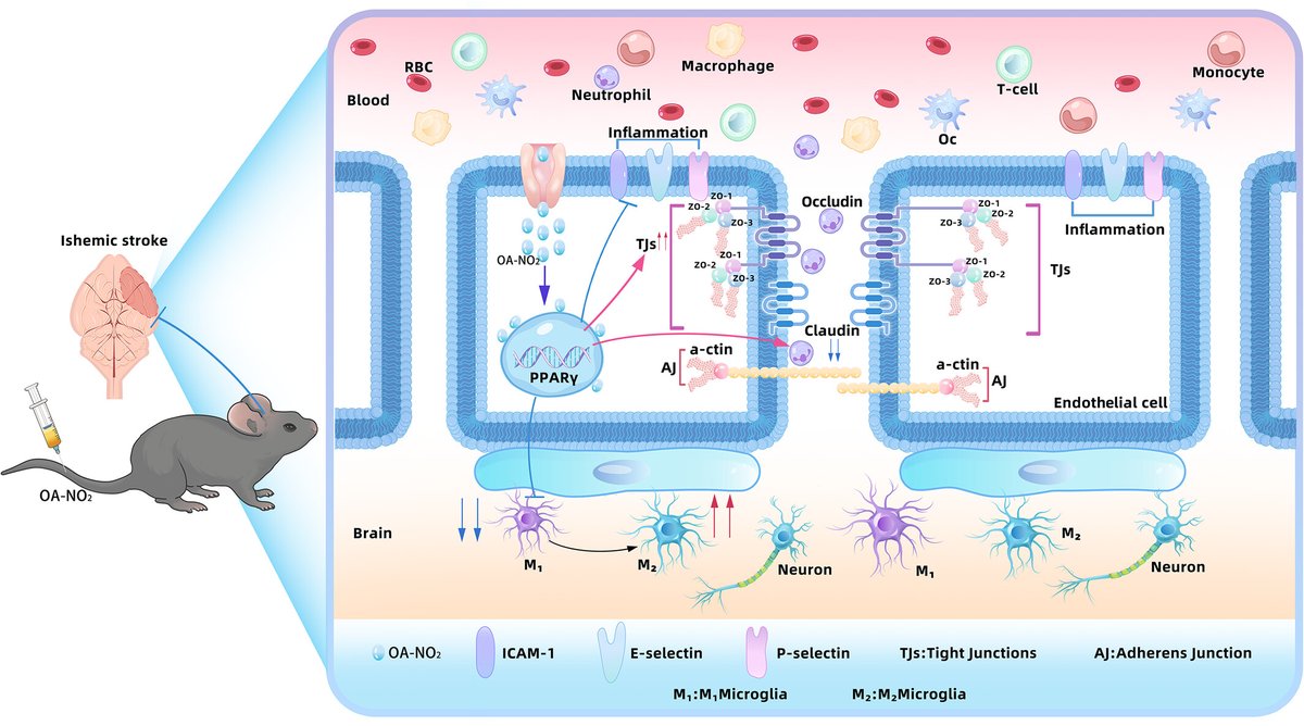 brainpathol's tweet image. Nitro-oleic acid activation of endothelial PPARγ signaling pathway alleviates neurovascular injury and improves functional outcomes in ischemic stroke
onlinelibrary.wiley.com/doi/10.1111/bp…