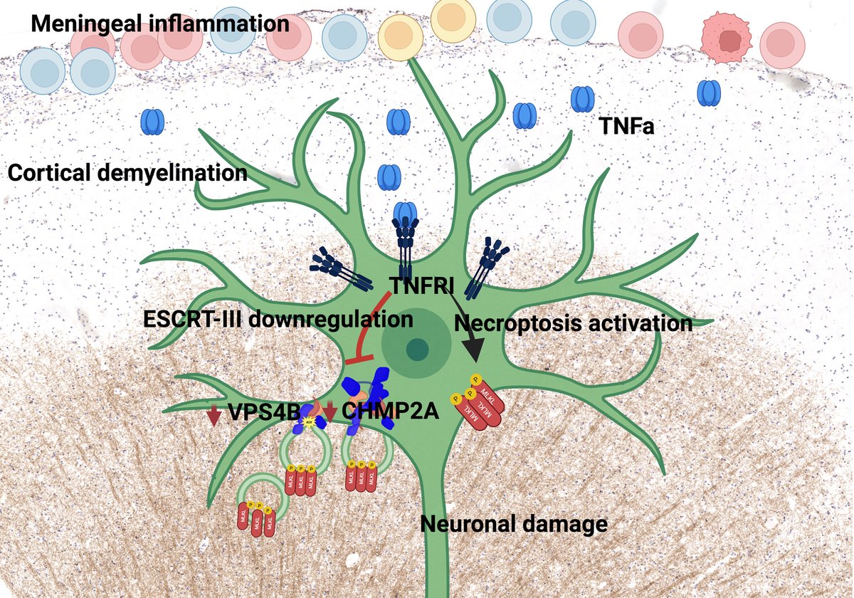 brainpathol's tweet image. Dysregulation of the endosomal sorting complex III is linked to neurodegeneration in progressive multiple sclerosis
onlinelibrary.wiley.com/doi/10.1111/bp…
