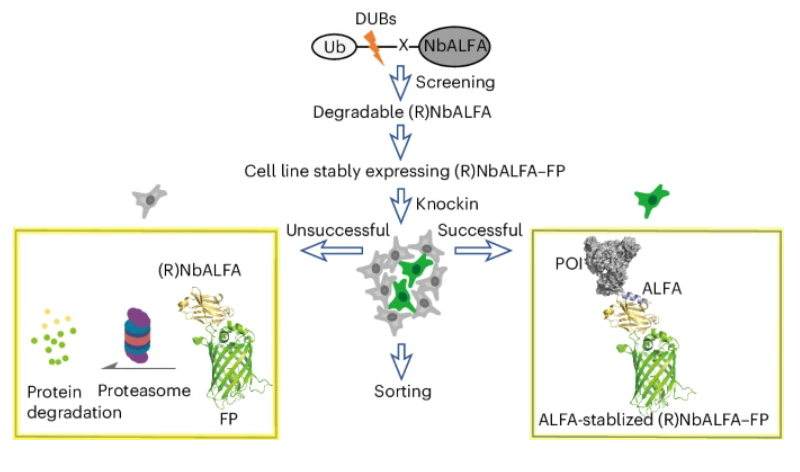 Nature Chemical Biology tweet media